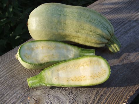 zucchini rankend